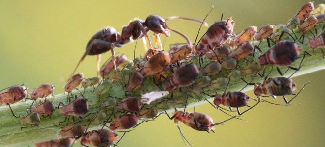 Как избавиться от муравьев на грядках? - фото 2