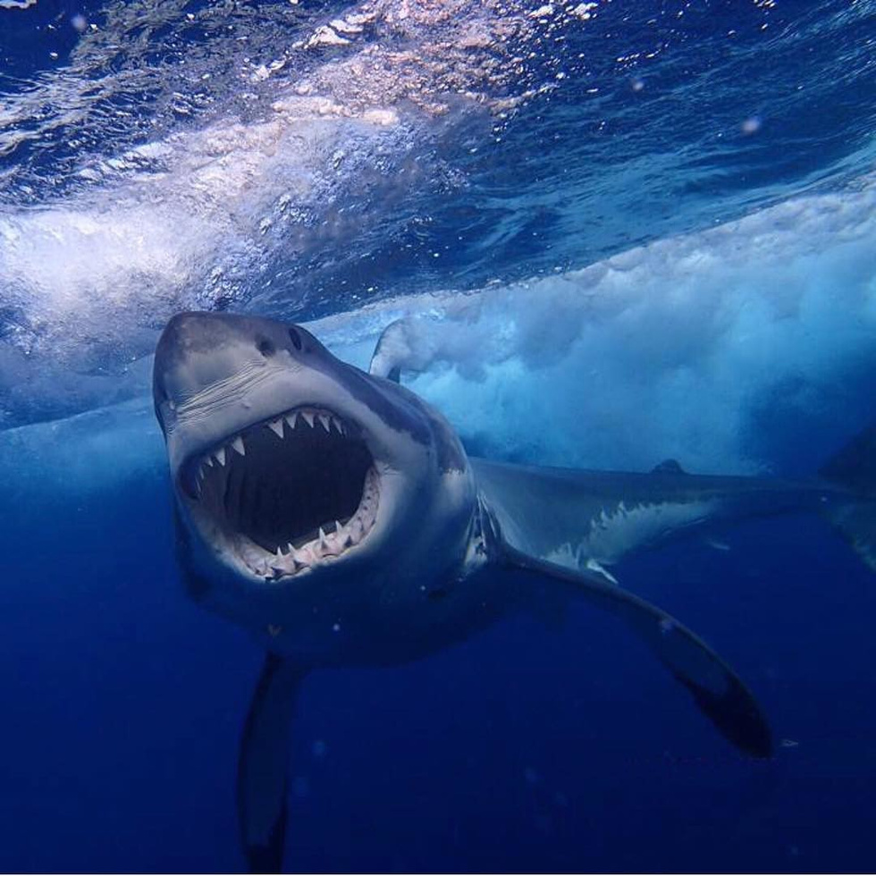 Дайверы случайно сняли акулу-сатану. Коллекция жутких снимков акул - фото 6