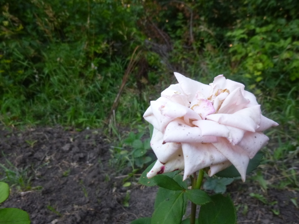 Осенние розы - фото 5