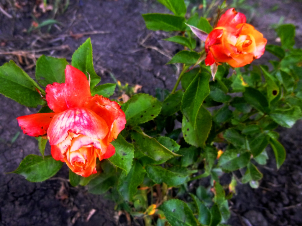 Осенние розы - фото 6