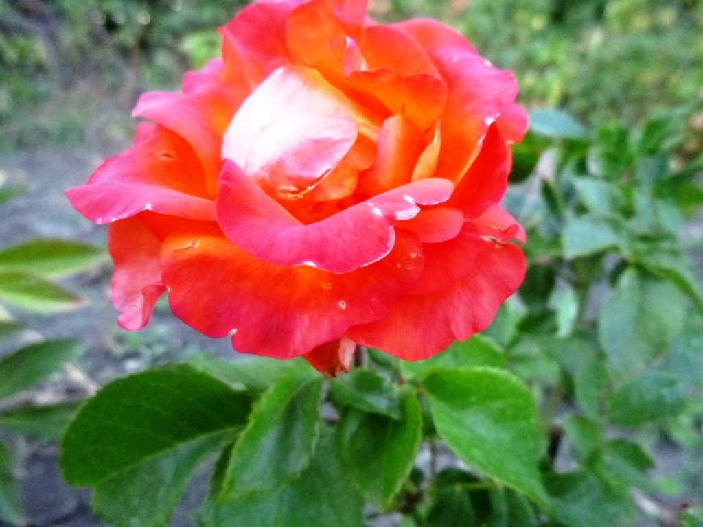Осенние розы - фото 20