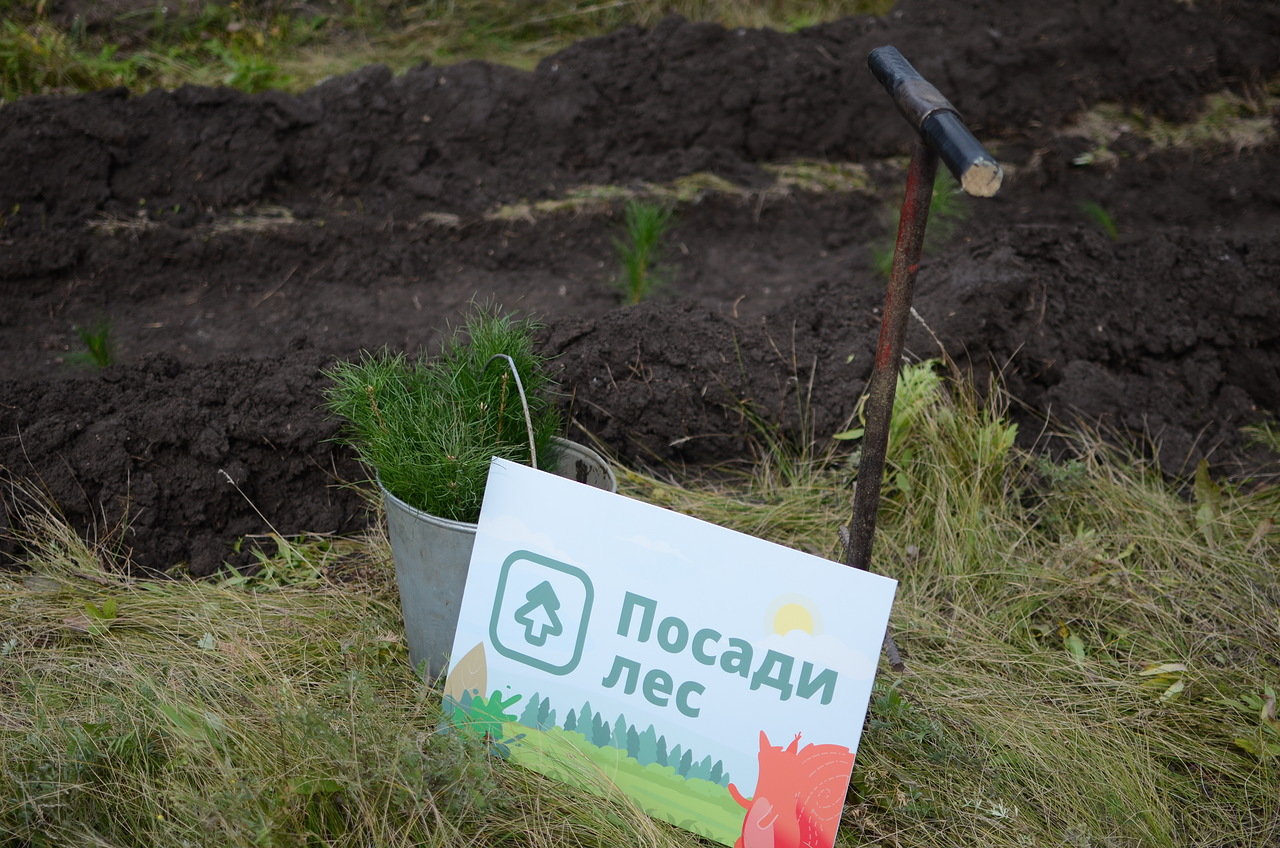 Благодаря народному финансированию в России будет высажено 60 тысяч деревьев  - фото 1