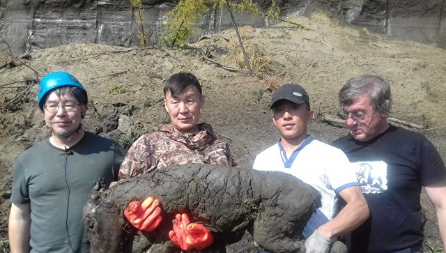 В Якутии найдена замороженная туша жеребенка ископаемой лошади - фото 1