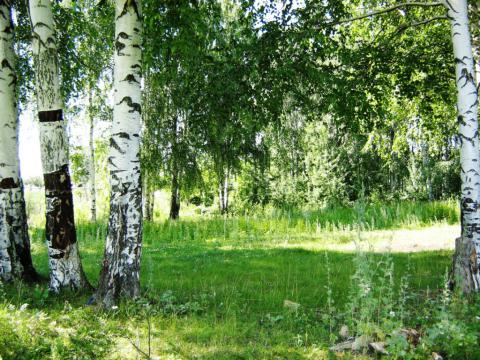 Довольных экологией в месте проживания россиян – 60% - ВЦИОМ - фото 1