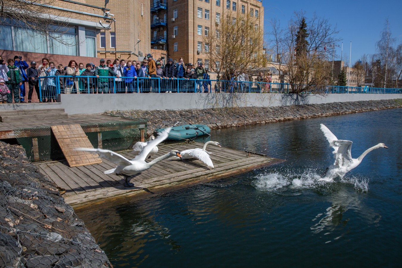 Лебеди вернулись в пруд Московского НПЗ с приходом тепла - фото 3