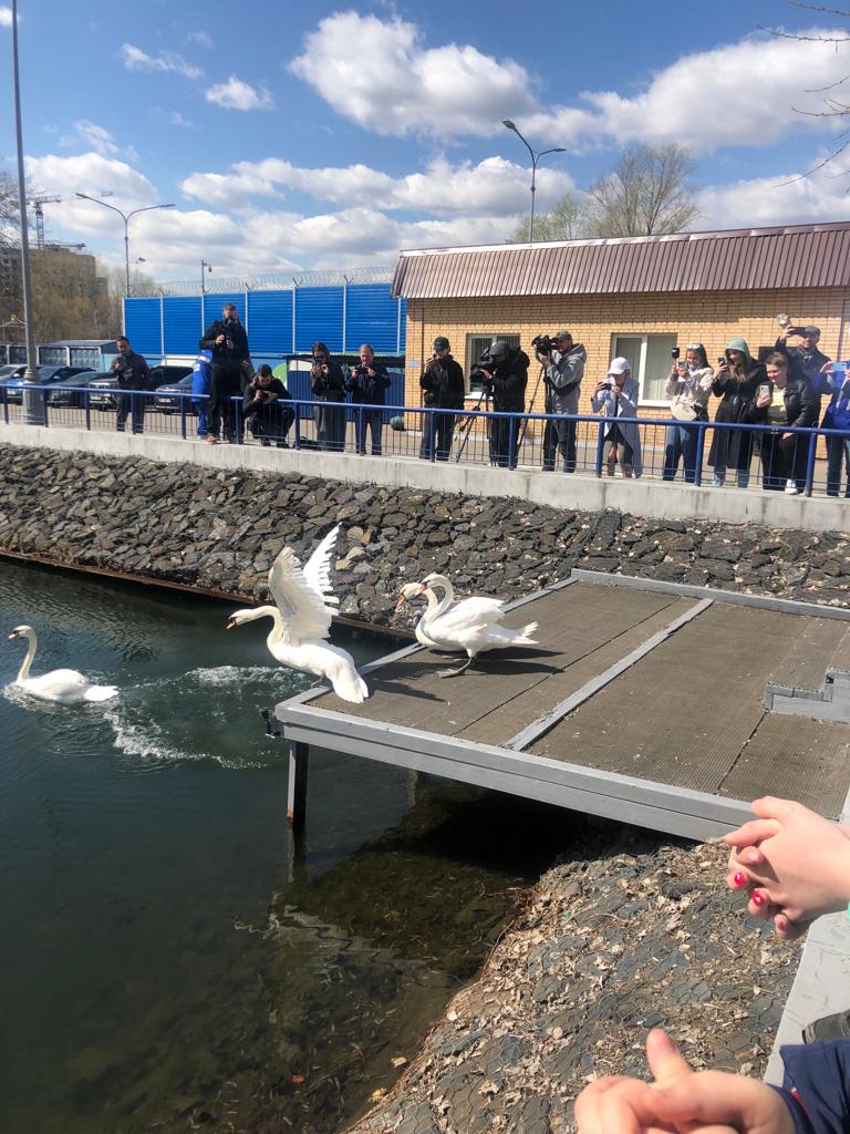 Лебеди вернулись в пруд Московского НПЗ с приходом тепла - фото 4