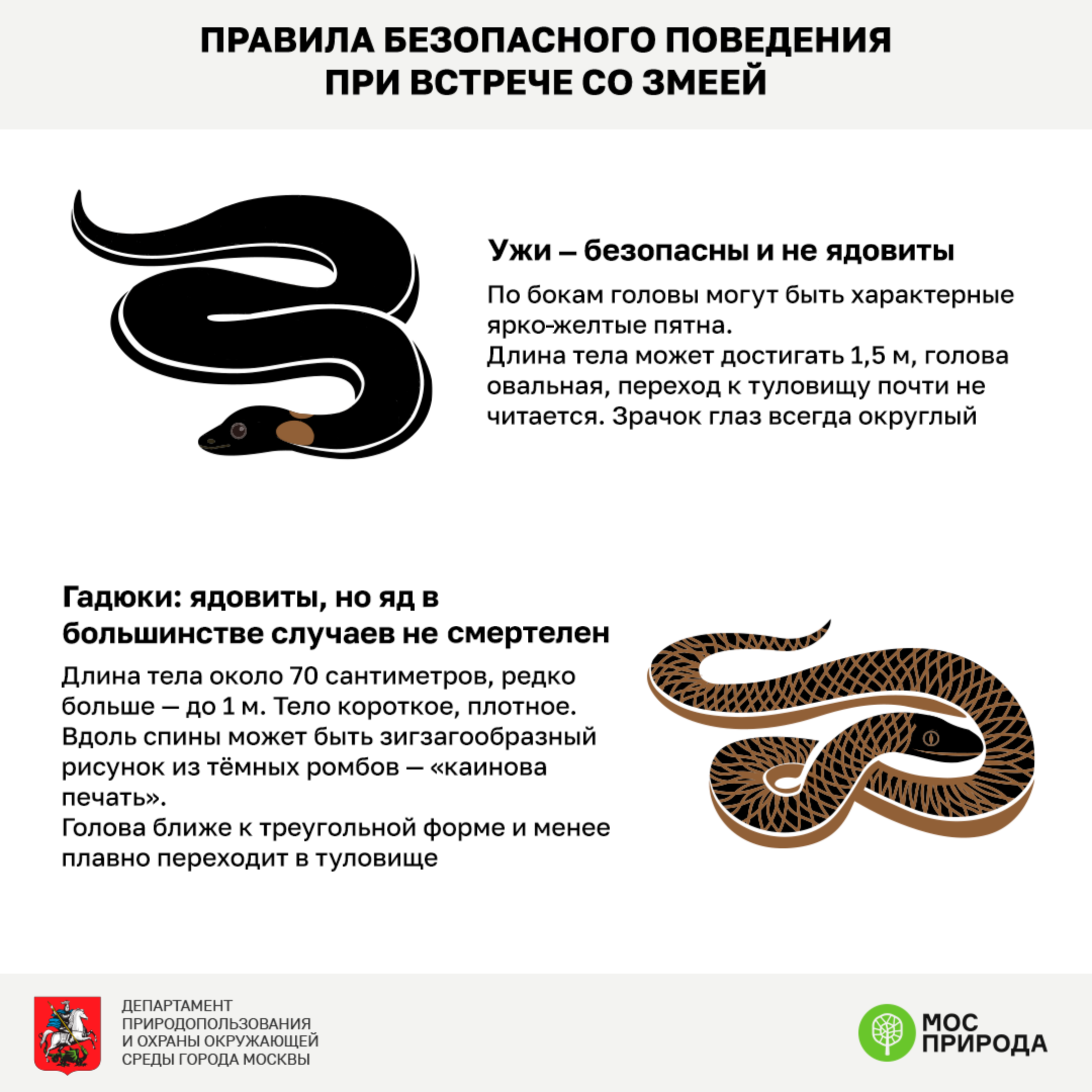 Зачем нужны змеи. Правила безопасности со змеями в лесу. Правила поведения при встрече со змеей. Безопасность при встрече со змеями. При встрече со змеей.