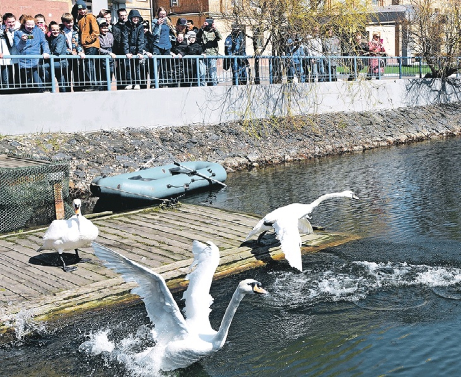 Лебеди вернулись в пруд Московского НПЗ с приходом тепла - фото 5
