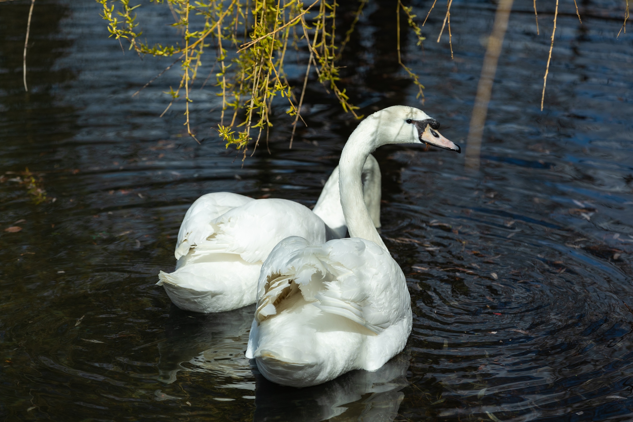 Лебеди вернулись в пруд Московского НПЗ с приходом тепла - фото 6
