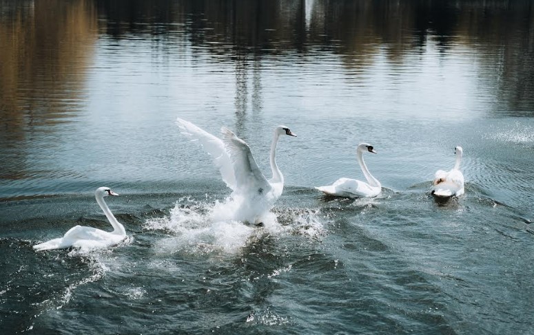 Лебеди вернулись в пруд Московского НПЗ с приходом тепла - фото 7