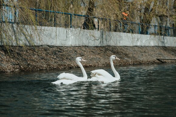 Лебеди вернулись в пруд Московского НПЗ с приходом тепла - фото 8
