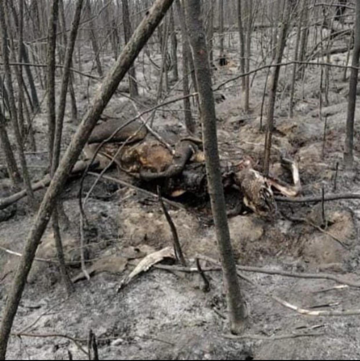 Глава Якутии Айсен Николаев отметил неэффективную борьбу с пожарами в Мирнинском районе - фото 3