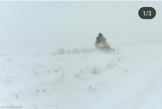 Ледяной буран в степи и лошади Пржевальского  - фото 9