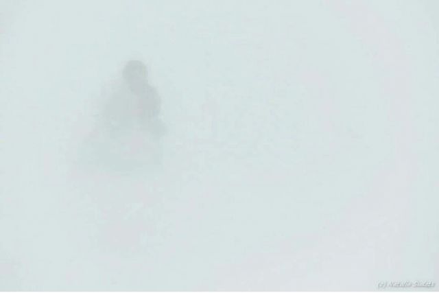 Ледяной буран в степи и лошади Пржевальского  - фото 11