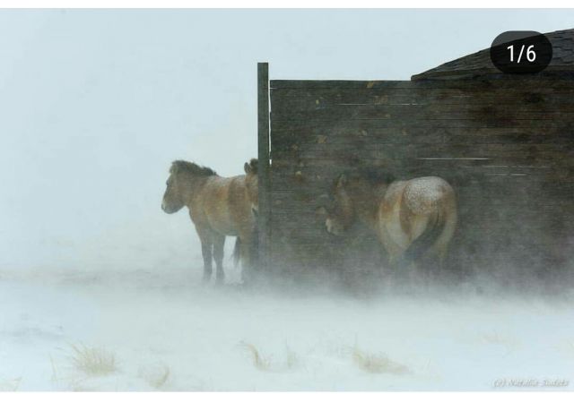 Ледяной буран в степи и лошади Пржевальского  - фото 2