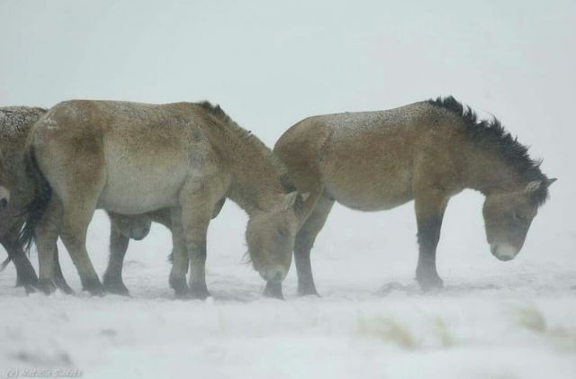 Ледяной буран в степи и лошади Пржевальского  - фото 4