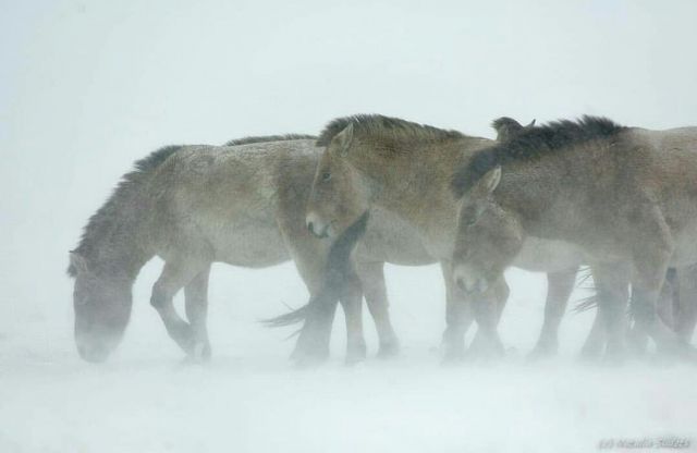 Ледяной буран в степи и лошади Пржевальского  - фото 1
