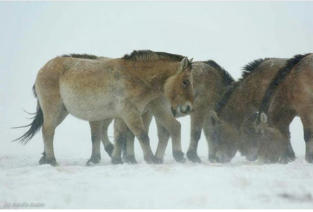 Ледяной буран в степи и лошади Пржевальского  - фото 6