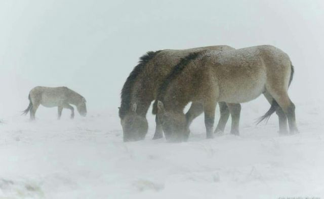 Ледяной буран в степи и лошади Пржевальского  - фото 7