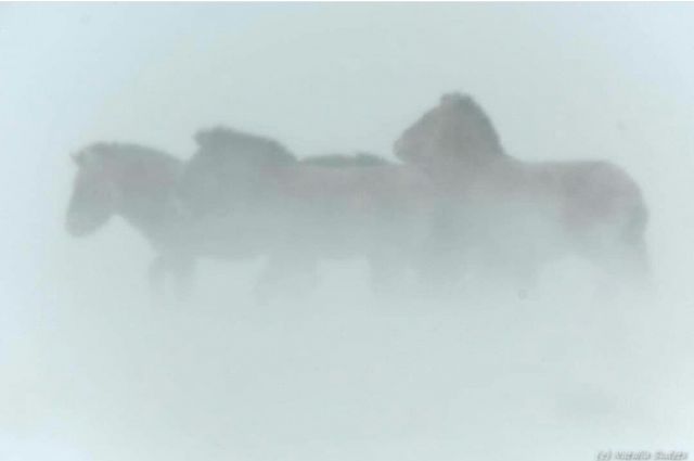 Ледяной буран в степи и лошади Пржевальского  - фото 8