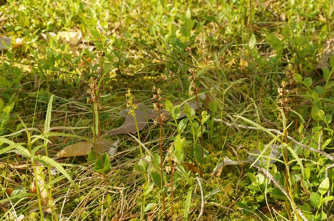 Редкая орхидея зацвела в Керженском заповеднике - фото 2