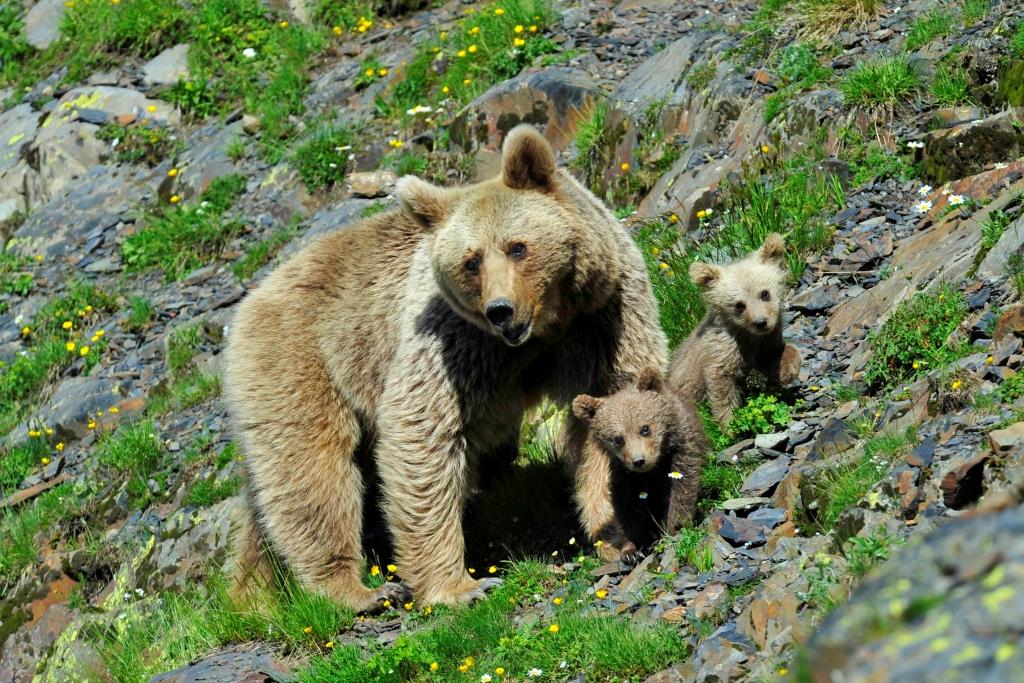 Косолапых – на учет: учёные считают медведей в Кавказском заповеднике и Южно-Камчатском заказнике - фото 6