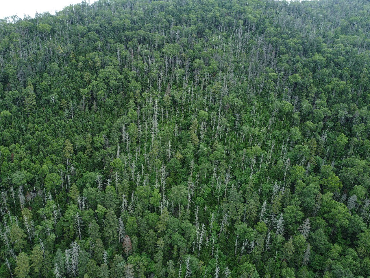 Ученые разработают методику прогнозирования усыхания елово-пихтовых лесов для юга Дальнего Востока - фото 2