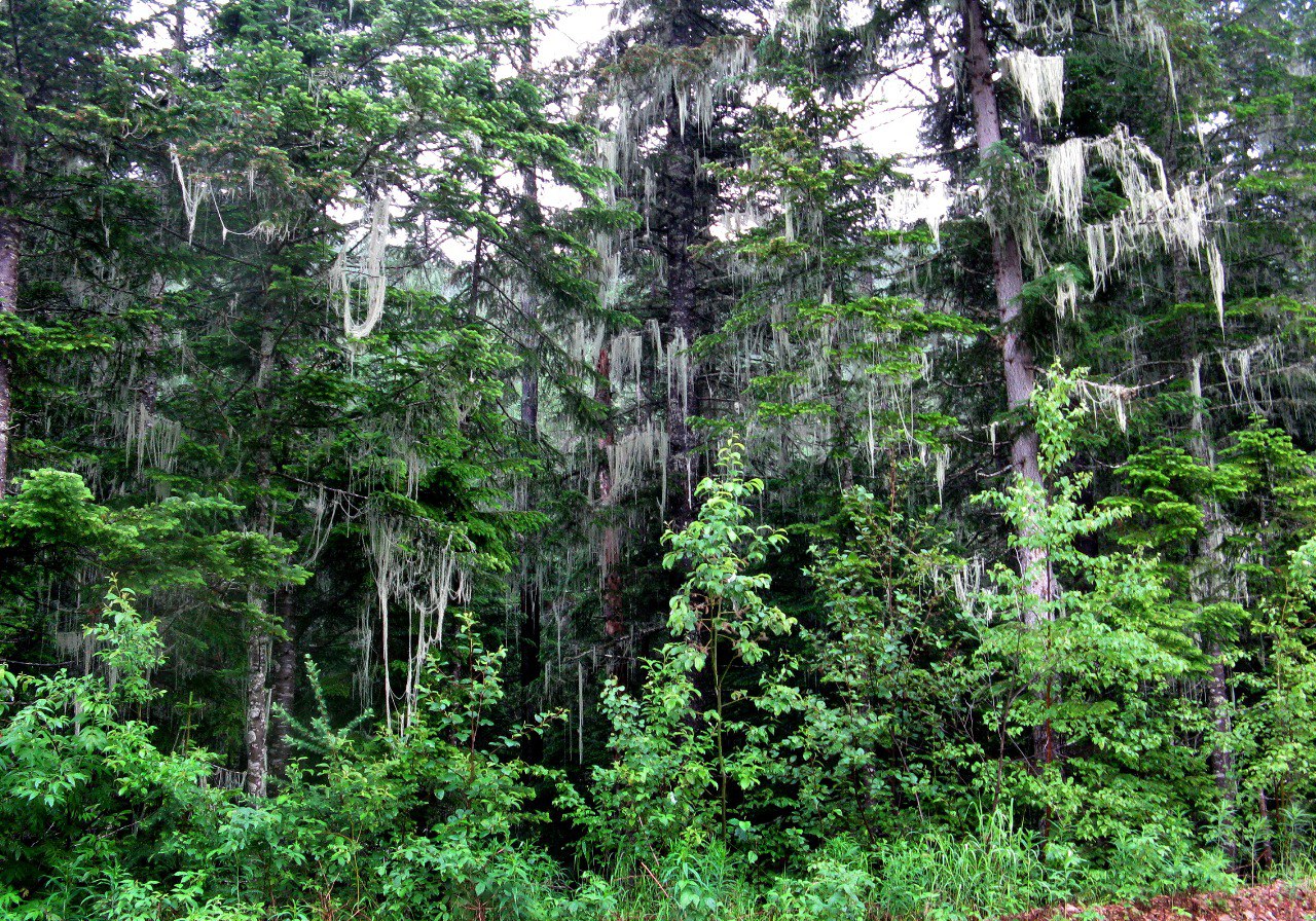 Ученые разработают методику прогнозирования усыхания елово-пихтовых лесов для юга Дальнего Востока - фото 5
