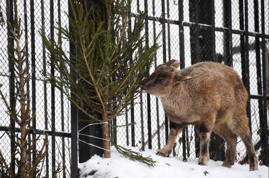 Хвоя Кремлевской новогодней ели передана в столичный зоопарк - фото 4