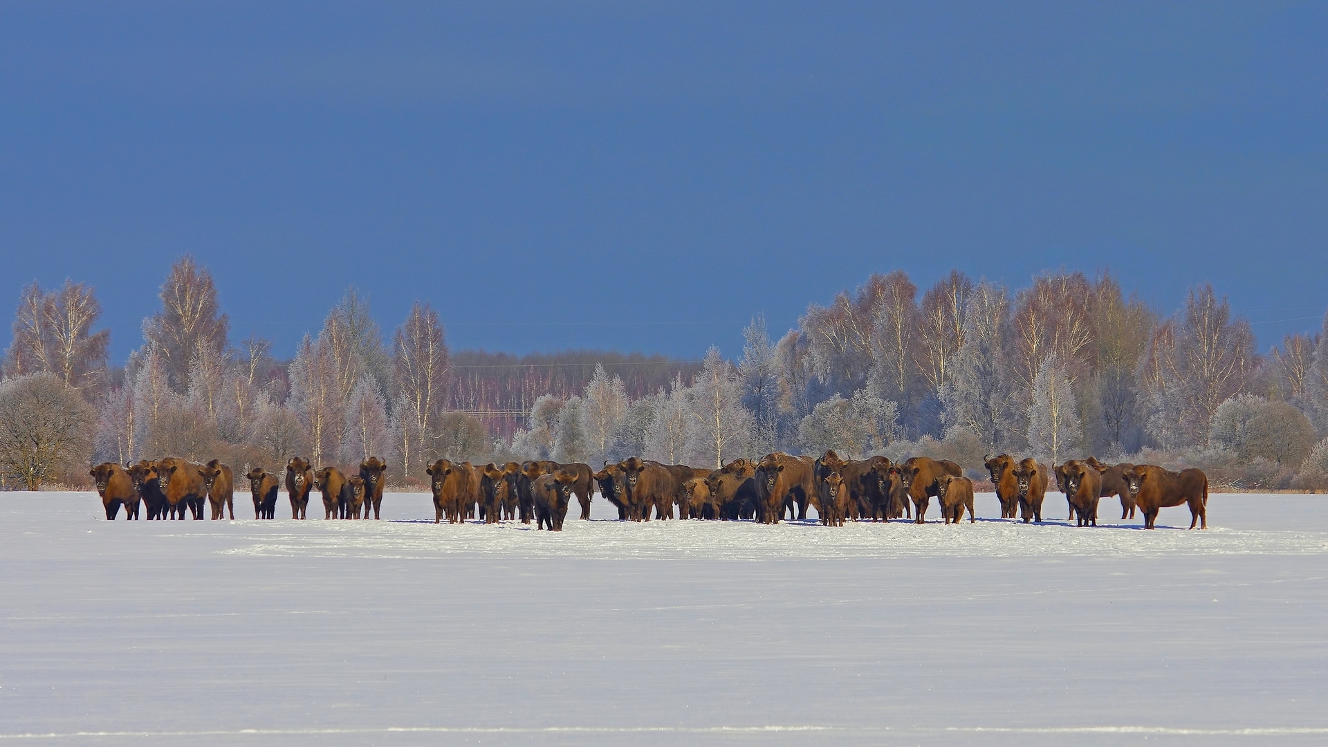 9 января  национальному парку «Орловское Полесье» исполняется 30 лет - фото 3