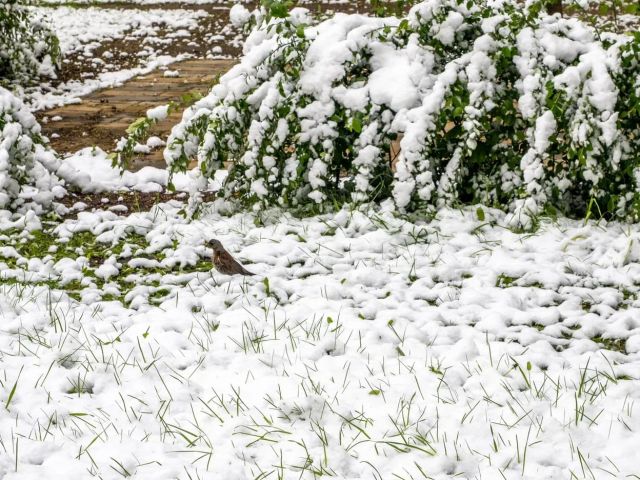 Про снег на цветах, сердитого воробья, про фонтаны и ноги Татьяны Даниловой... - фото 6