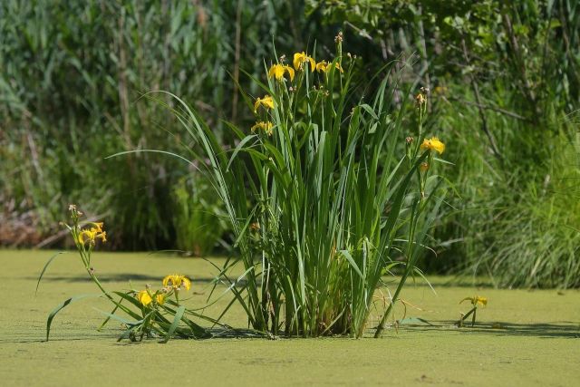 В «Лосином острове» организовали водный маршрут на байдарках - фото 17
