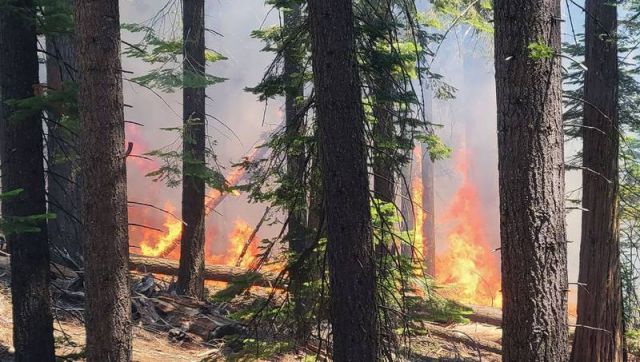 Пожары вплотную приблизились к роще Марипоза, дому для 500 гигантских деревьев - фото 4