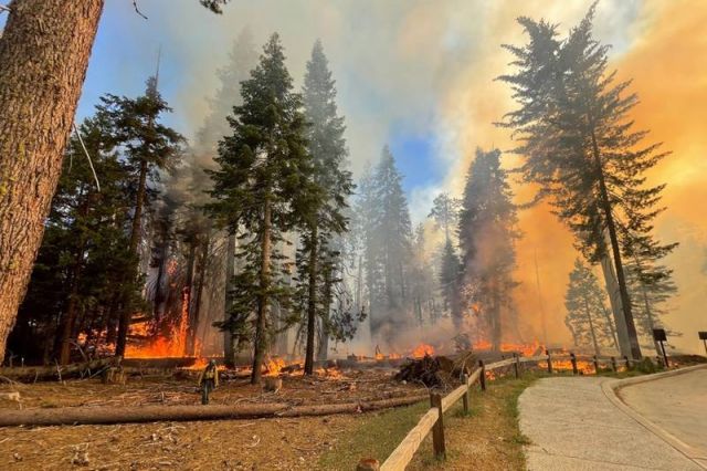 Пожары вплотную приблизились к роще Марипоза, дому для 500 гигантских деревьев - фото 7