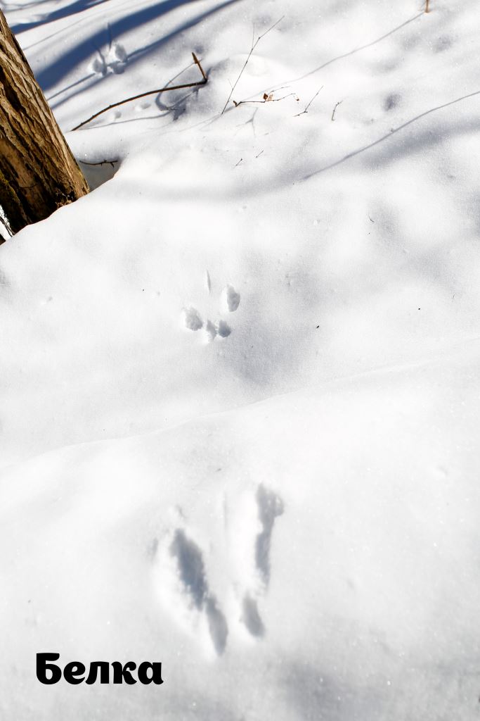 Следопыты в московских парках: по отпечаткам лап зимой можно определить более 15 видов зверей - фото 2