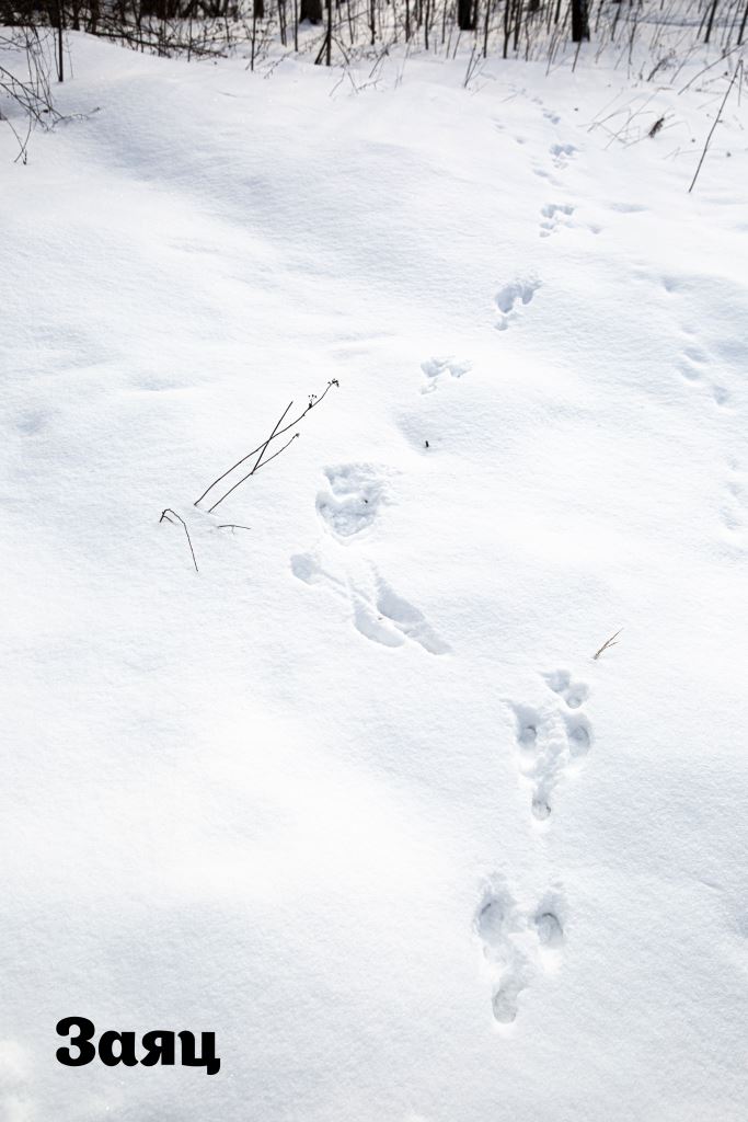 Следопыты в московских парках: по отпечаткам лап зимой можно определить более 15 видов зверей - фото 3