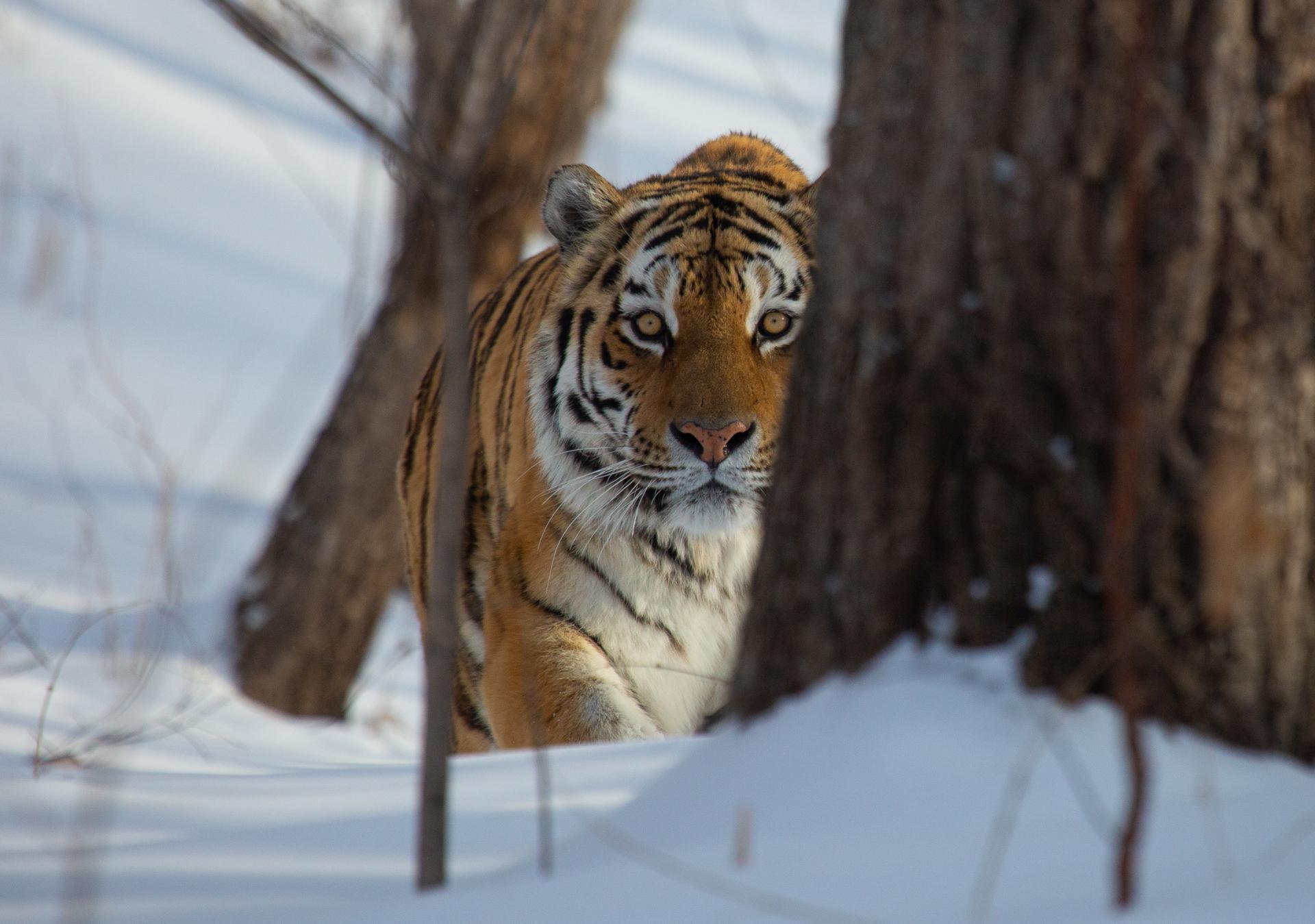 23Амурский тигр Сихотэ-Алинский заповедник Автор Светлана Сутырина