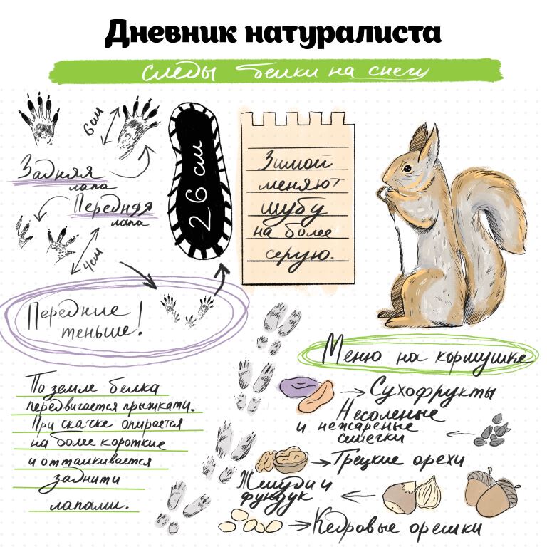 Следопыты в московских парках: по отпечаткам лап зимой можно определить более 15 видов зверей - фото 11