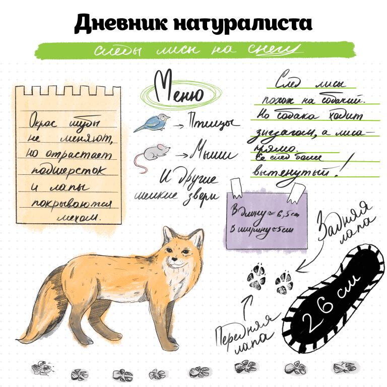 Следопыты в московских парках: по отпечаткам лап зимой можно определить более 15 видов зверей - фото 12