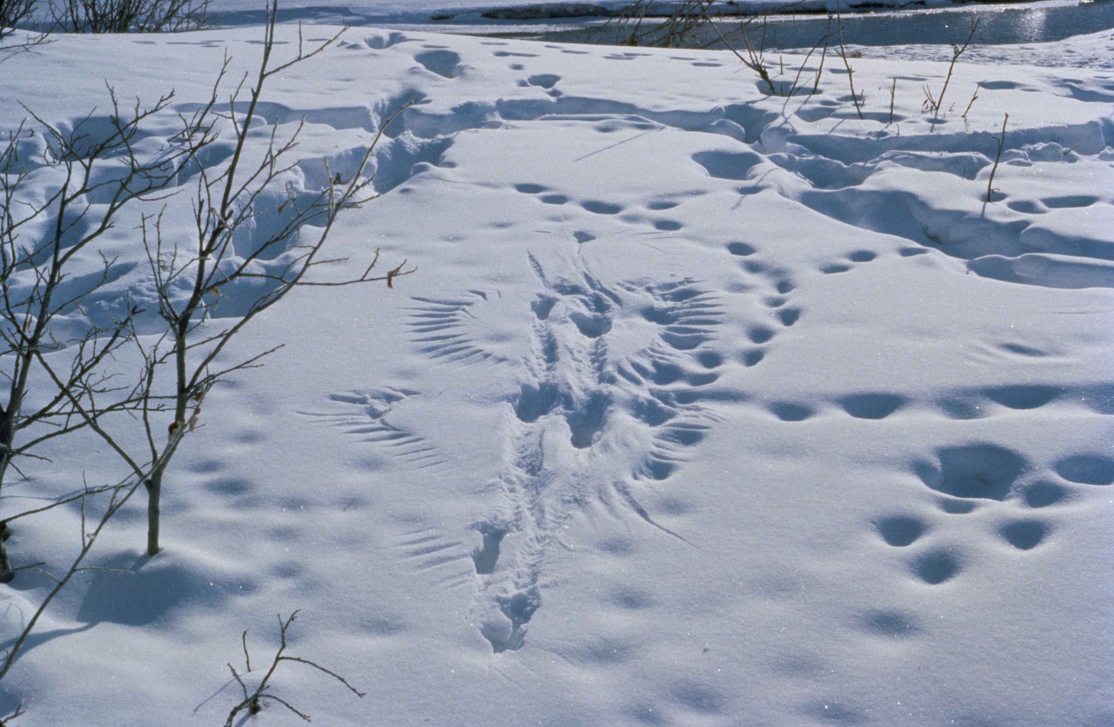 Следопыты в московских парках: по отпечаткам лап зимой можно определить более 15 видов зверей - фото 1