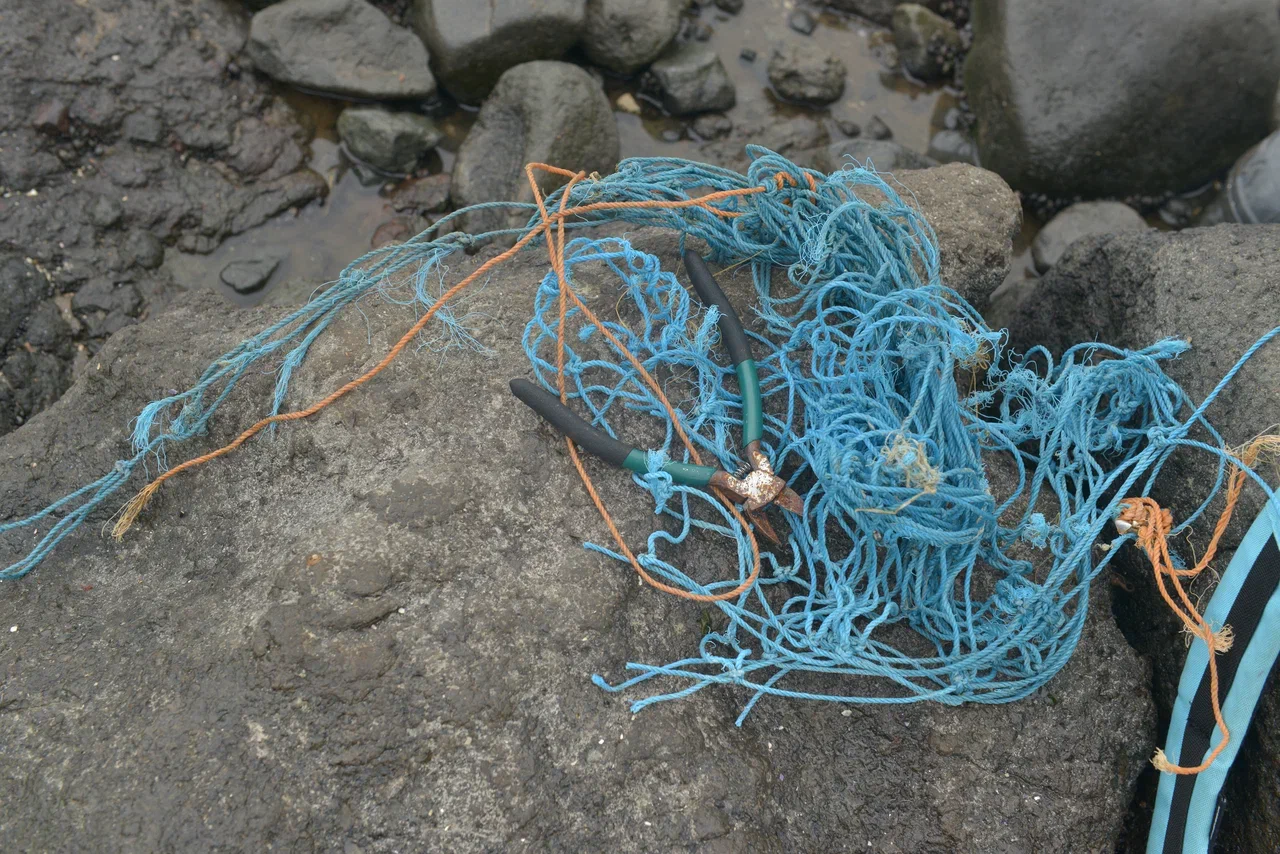На Командорских островах освободили от пластикового мусора 22 морских котика - фото 8