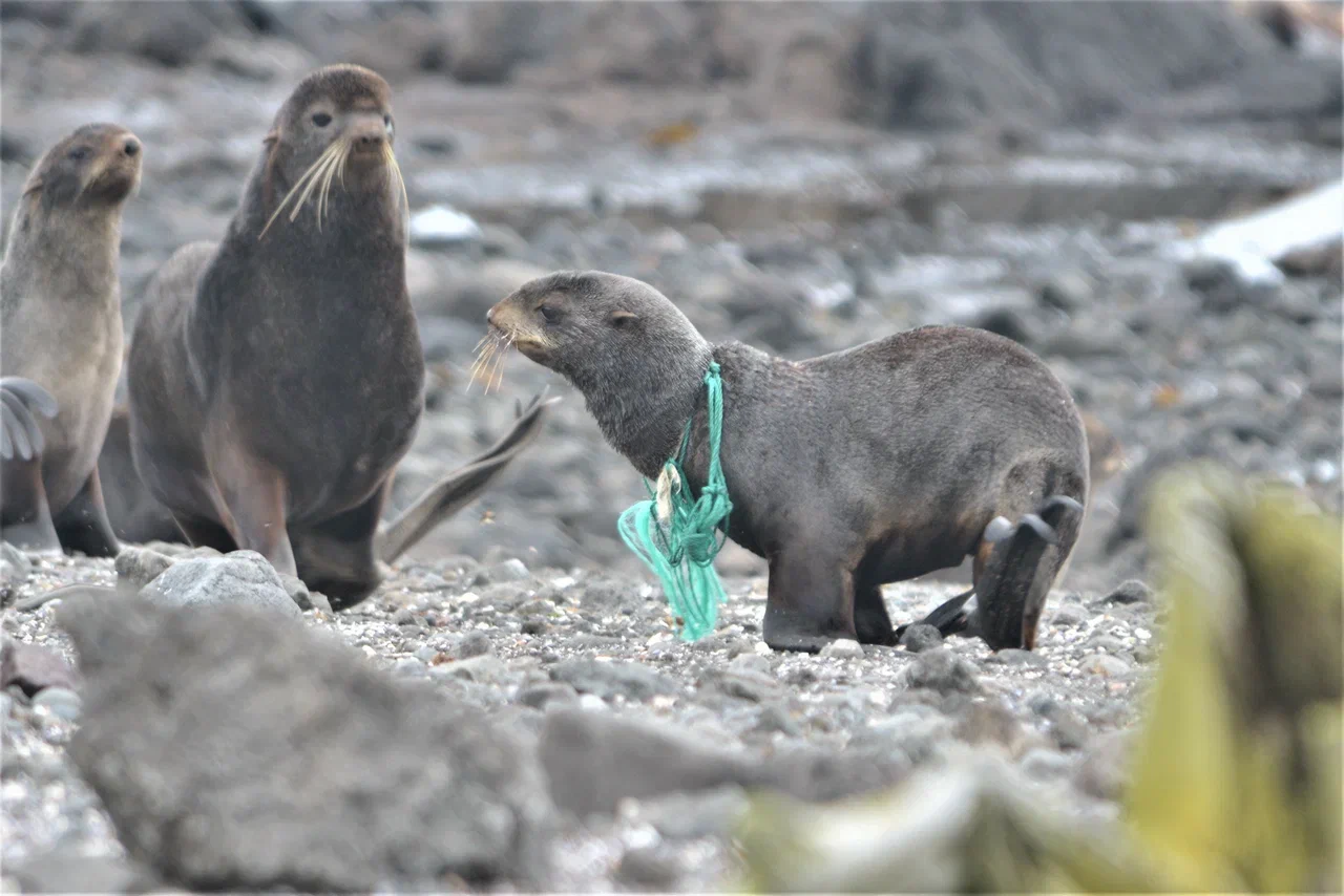 На Командорских островах освободили от пластикового мусора 22 морских котика - фото 11