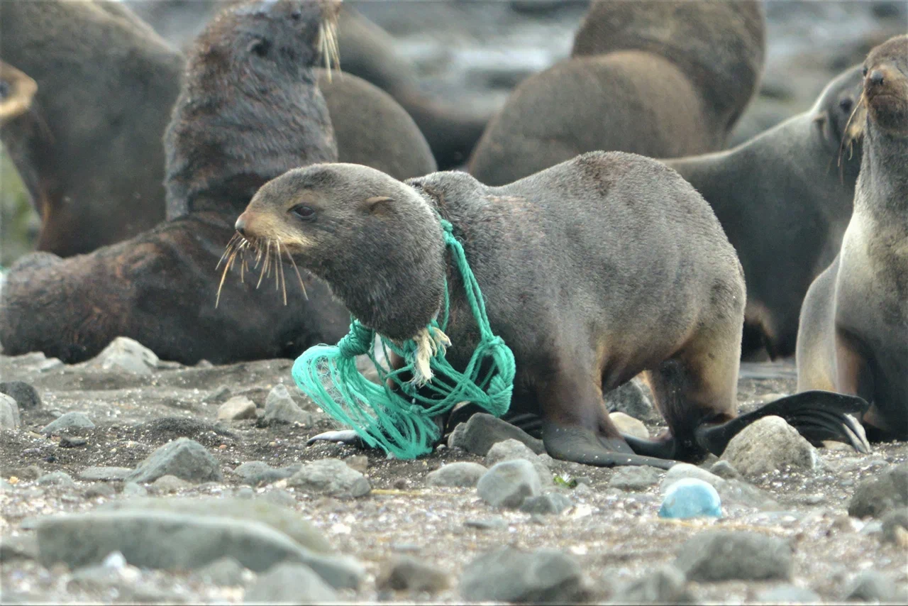 На Командорских островах освободили от пластикового мусора 22 морских котика - фото 12