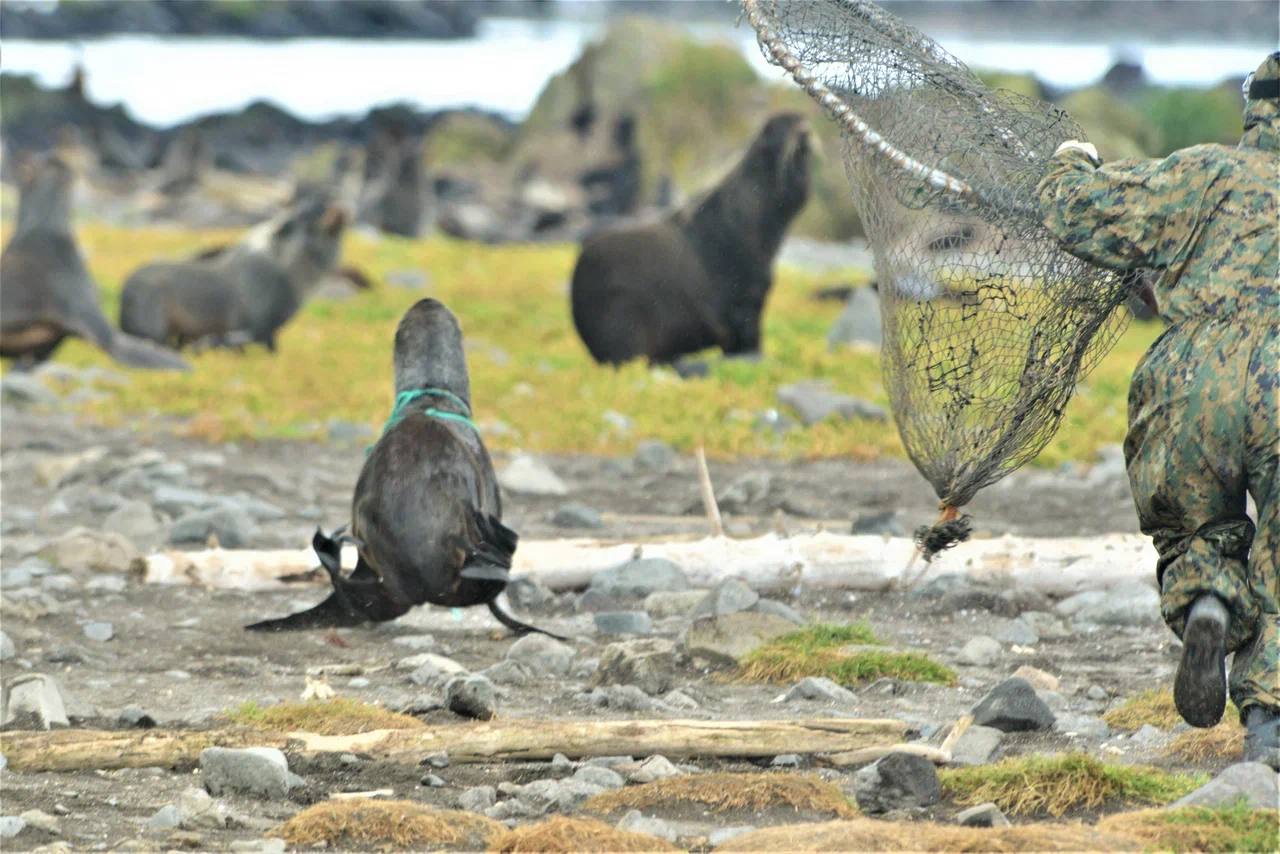 На Командорских островах освободили от пластикового мусора 22 морских котика - фото 13