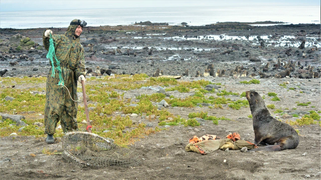 На Командорских островах освободили от пластикового мусора 22 морских котика - фото 14