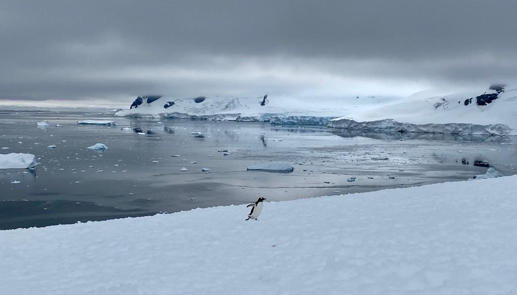 Антарктида летом - фото 19