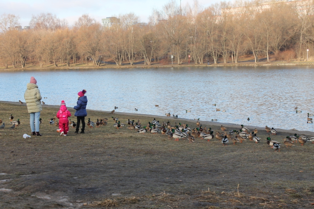 Почти 10 тысяч водоплавающих птиц остались зимовать на природных территориях Москвы   - фото 5