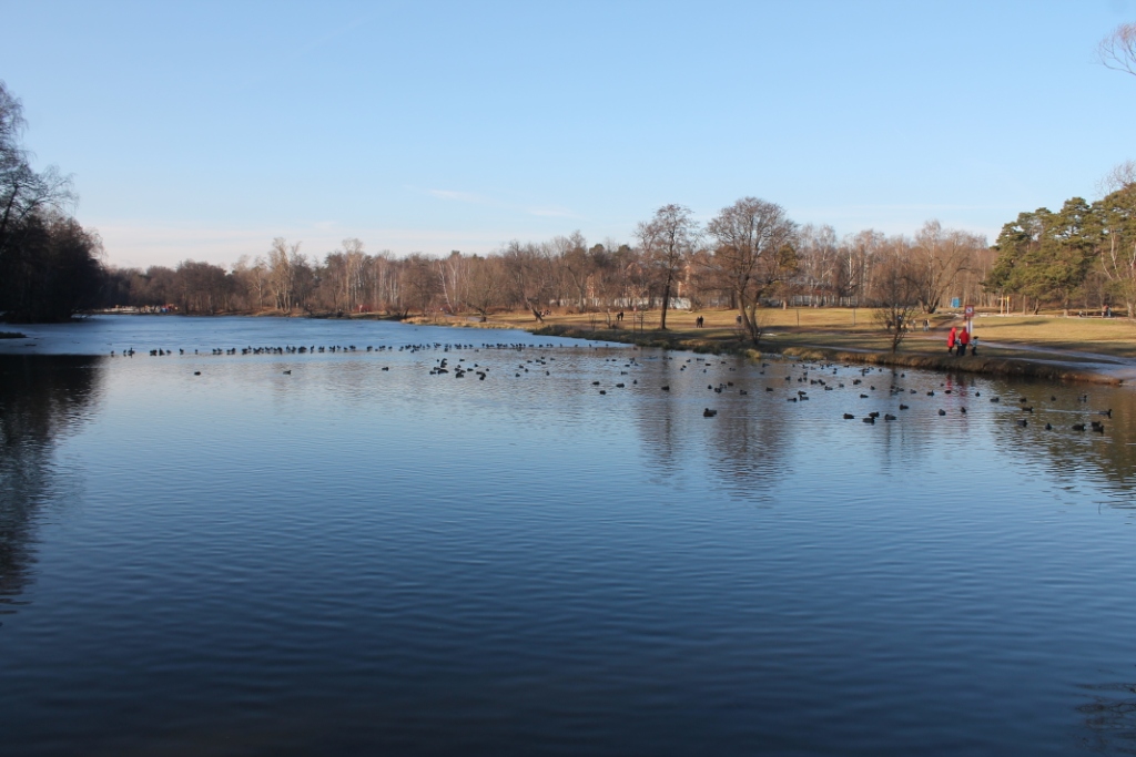 Почти 10 тысяч водоплавающих птиц остались зимовать на природных территориях Москвы   - фото 6
