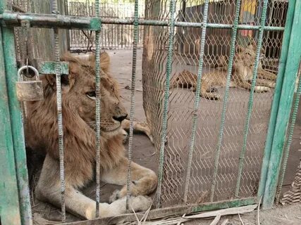 Кампания по спасению голодающих суданских львов становится вирусной - фото 1