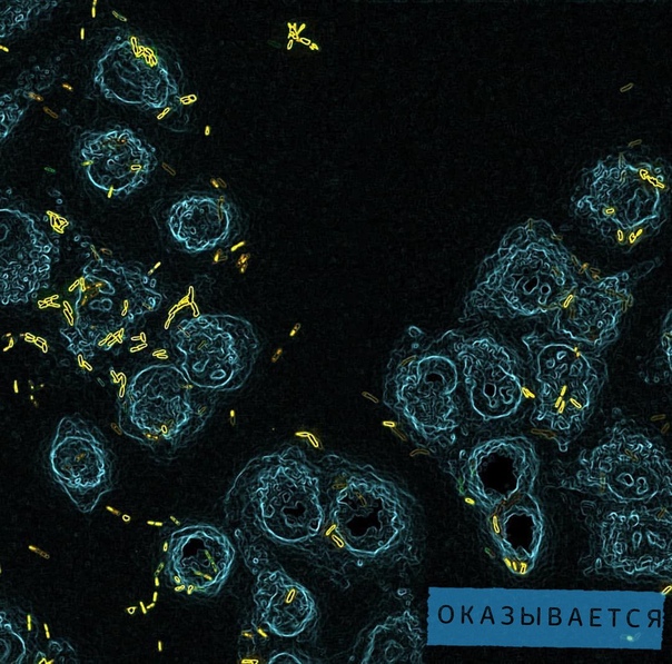 Клетки животных подслушивают разговоры бактерий - фото 2